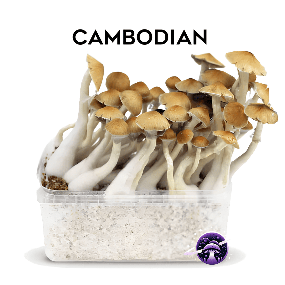 Cambodian_GrowKit