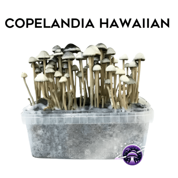 Copelandia_Hawaiian_GrowKit
