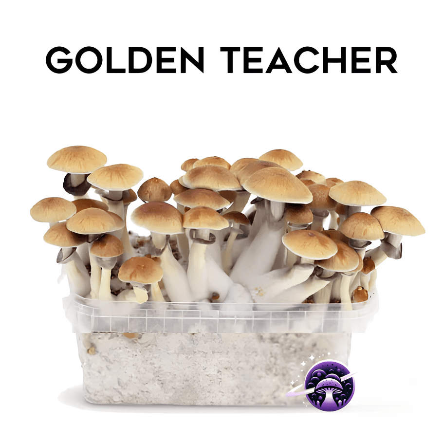 Golden_Teacher_GrowKit