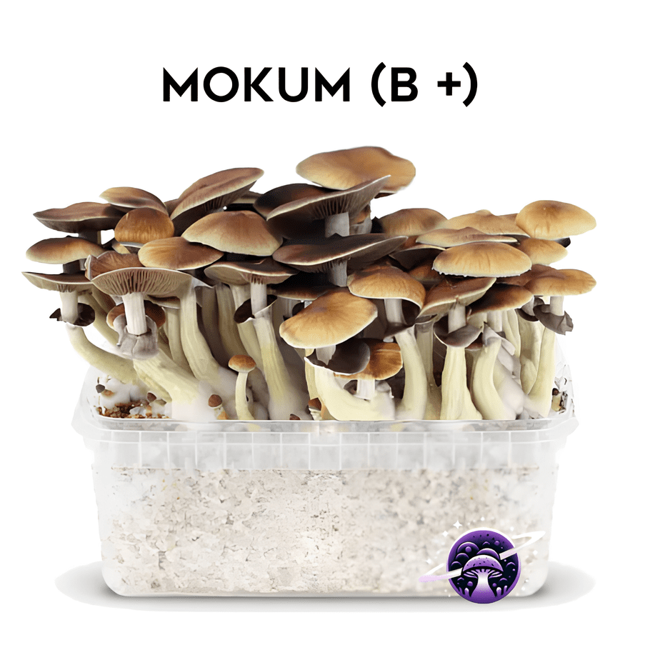 Mokum_(B+)_GrowKit